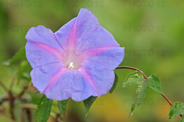 Ivy-Leaved Morning Glory (Ipomoea hederacea)