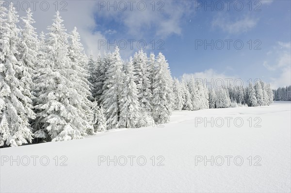 Snow-covered fir trees