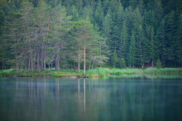 Conifer forest on lake Möserer See