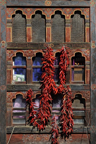 Chili peppers on a window