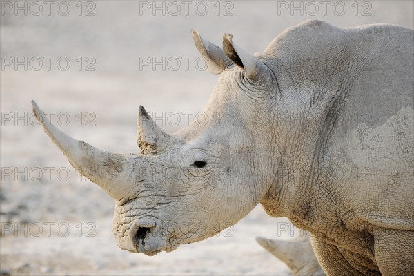 White Rhinoceros (Ceratotherium simum)