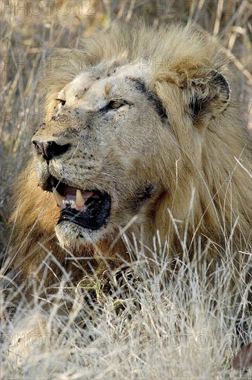 Lion (Panthera leo)