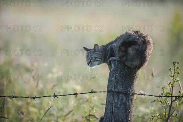 Wet cat lurking on a fence post