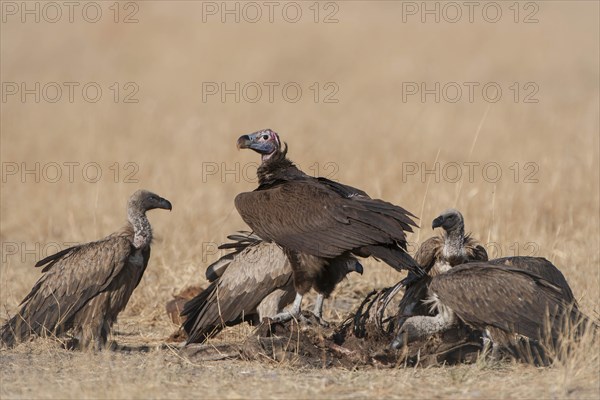Lappet-faced Vulture or Nubian Vulture (Torgos tracheliotus) with Cape Vultures (Gyps coprotheres) feeding on a carcass