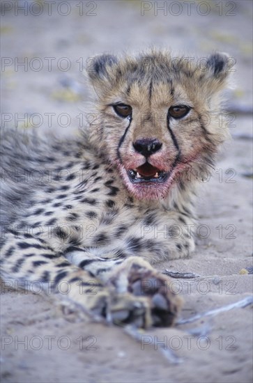 Cheetah (Acinonyx jubatus) with a bloodied face after feeding
