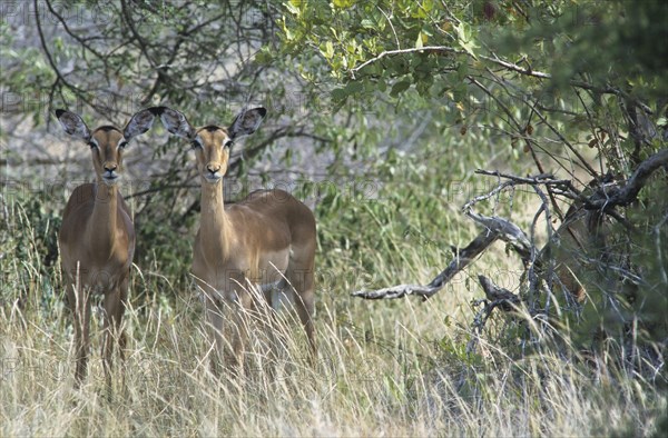 Impalas (Aepyceros melampus)