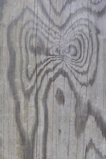 Wood grain of a Scots pine (Pinus sylvestris)