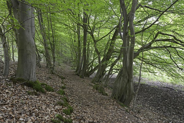 Riparian forest