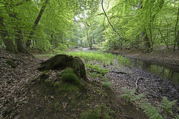 Riparian forest
