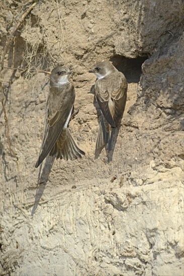 Sand Martins (Riparia riparia) outside a breeding cave