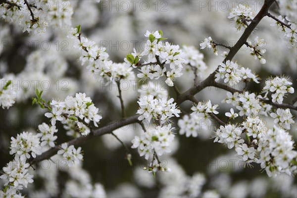 Blackthorn or Sloe (Prunus spinosa)