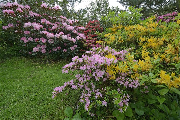 Blooming Rhododendrons (Rhododendron)