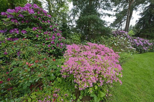 Blooming Rhododendrons (Rhododendron)
