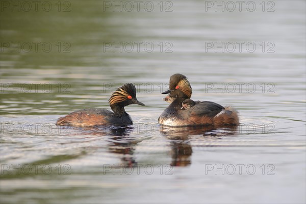 Black-necked Grebes (Podiceps nigricollis) with chicks