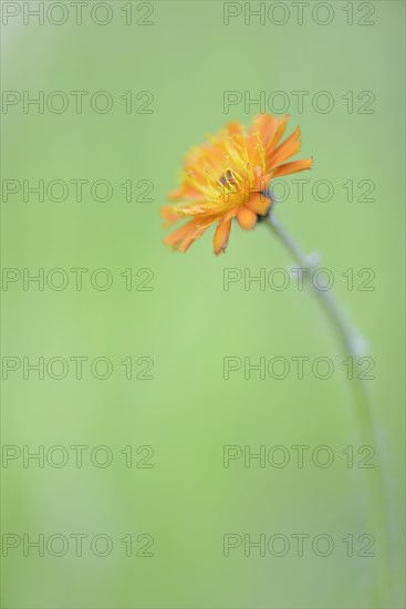 Hawkweed (Hieracium rubrum)