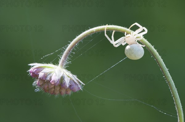 Goldenrod  Crab Spider or Flower Crab Spider (Misumena vatia)