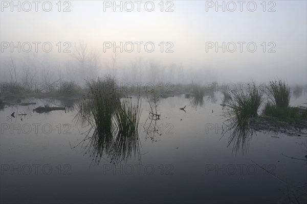 Early morning in a swamp or a moor