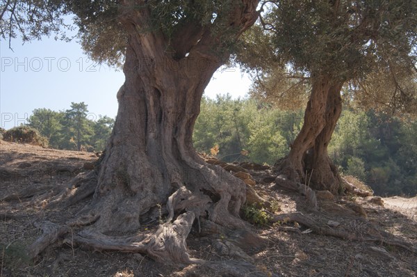 Olive trees (Olea europaea)