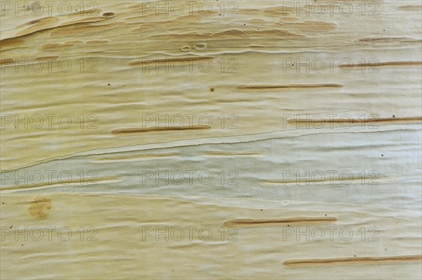 Birch (Betula pendula)