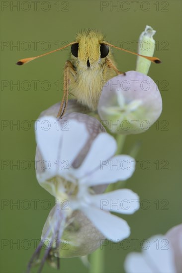 Silver-spotted Skipper