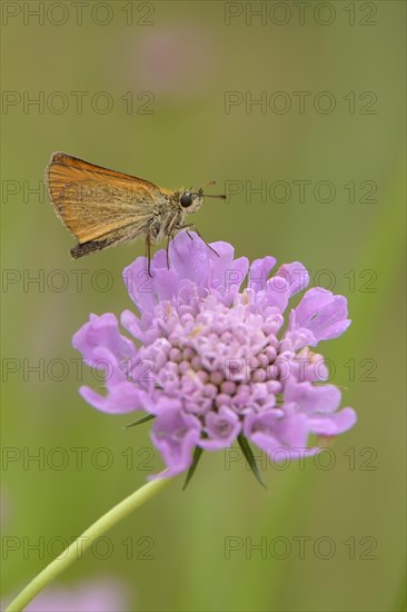 Essex Skipper or European Skipper (Thymelicus lineola)