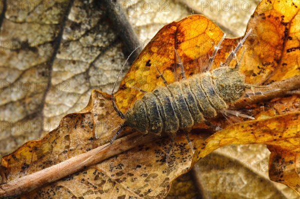 Waterlouse (Asellus aquaticus)