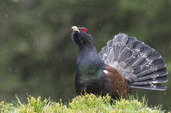 Western Capercaillie or Wood Grouse (Tetrao urogallus)