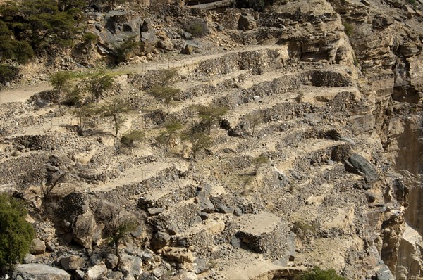 Terraced fields of the abandoned settlement Sap Bani Khamis in the Grand Canyon of Oman in the Wadi Nakhur