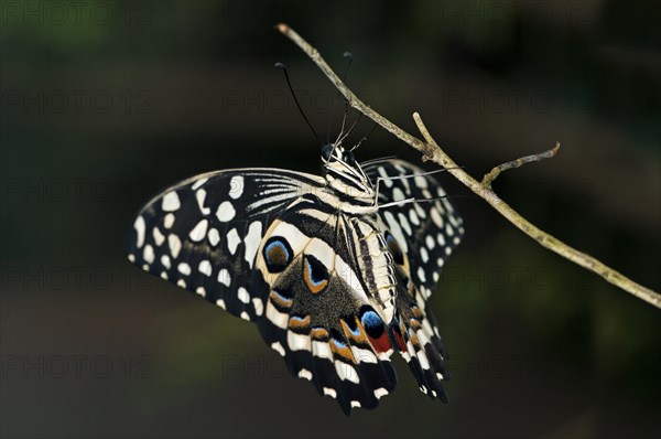 Citrus Swallowtail (Papilio demodocus)