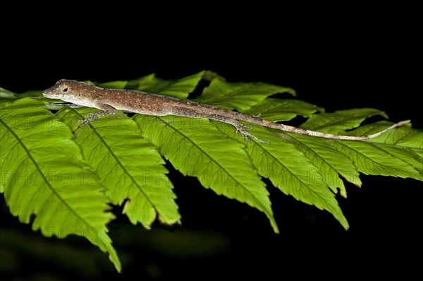 Common Forest Anole (Anolis Trachyderma) in its natural habitat
