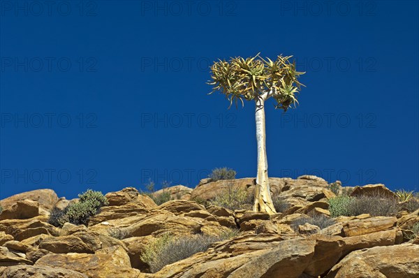 Quiver Tree or Kokerboom (Aloe dichotoma)
