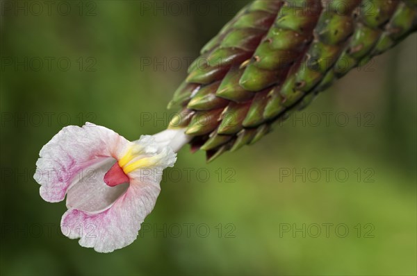 Flowering Costus (Costus sp.)