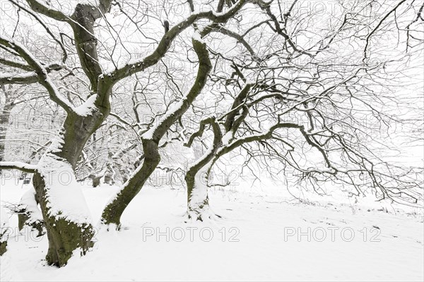 Avenue of snow-covered Dwarf Beeches or Suentel Beeches (Fagus sylvatica var suentelensis)