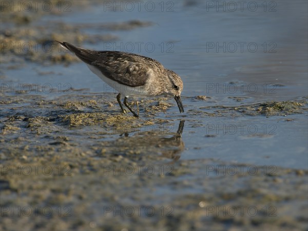 Temminck's Stint (Calidris temminckii)
