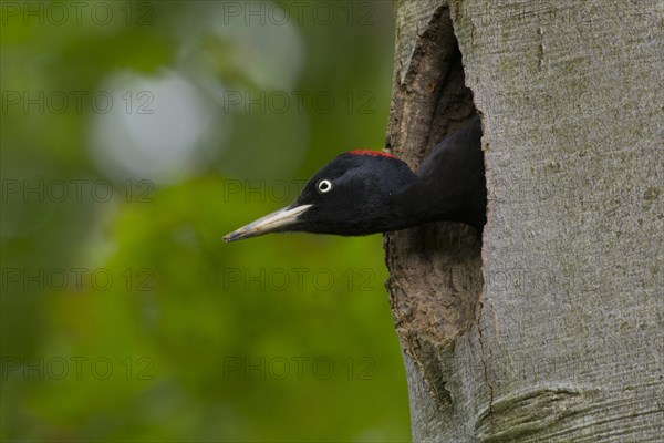Black Woodpecker (Dryocopus martius)