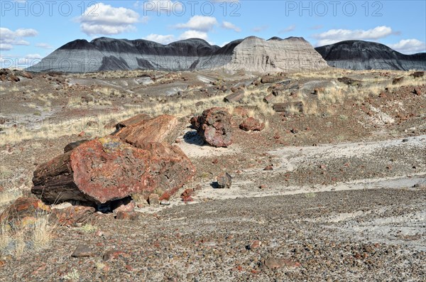 Fragments of silicified tree trunks