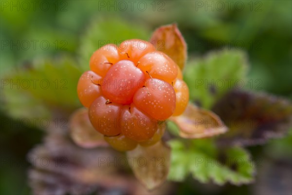 Ripe cloudberry (Rubus chamaemorus)