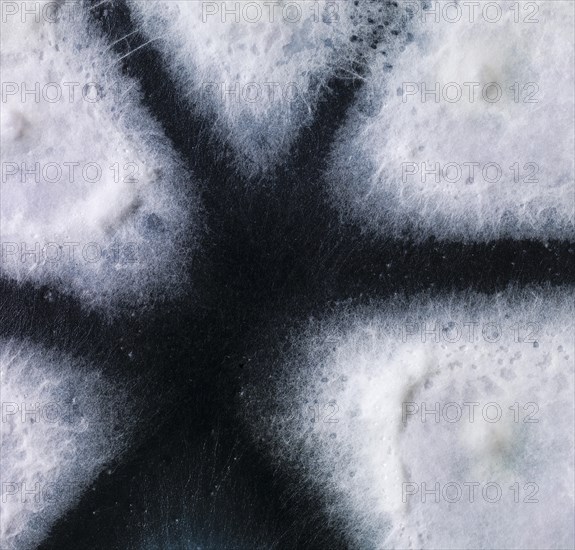 Mould