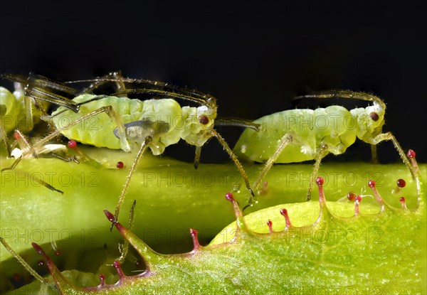 Large Rose Aphids (Macrosiphum rosae)