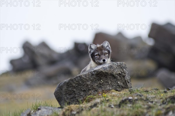 Young Arctic Fox (Vulpes lagopus