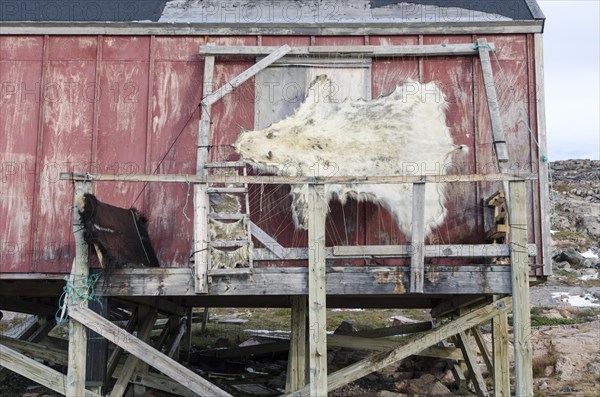Polar bear skin drying on a frame outside a house in the Ittoqqortoormiit settlement