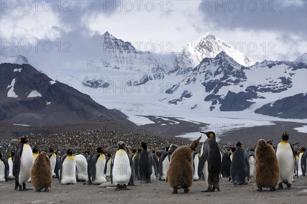 King Penguins (Aptenodytes patagonicus) adult birds and chicks
