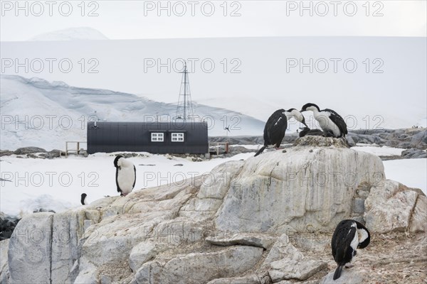 Imperial Shags