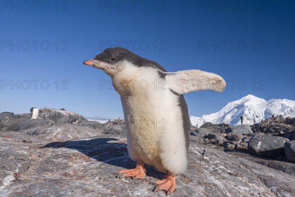 Gentoo Penguin (Pygoscelis papua)