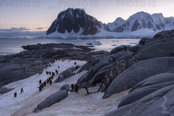 Gentoo Penguins (Pygoscelis papua) on the way from the colony to the sea
