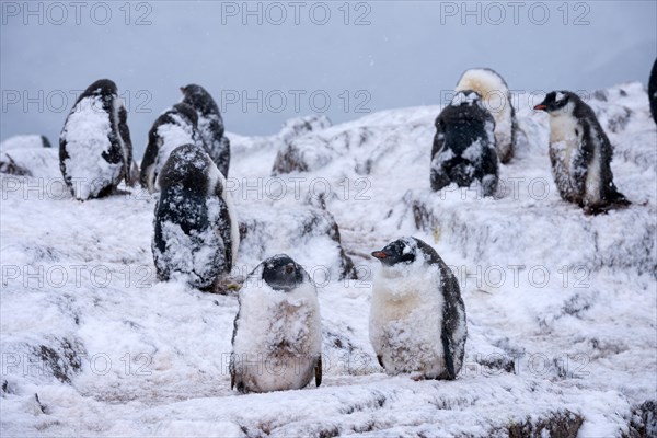 Gentoo Penguins (Pygoscelis papua)