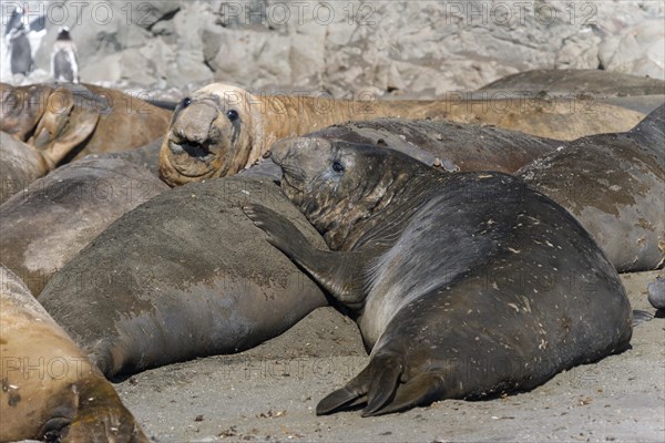 Southern Elephant Seals (Mirounga leonina)