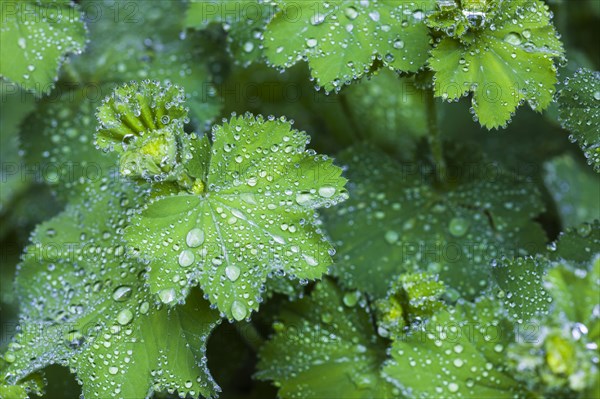 Lady's Mantle (Alchemilla vulgaris)