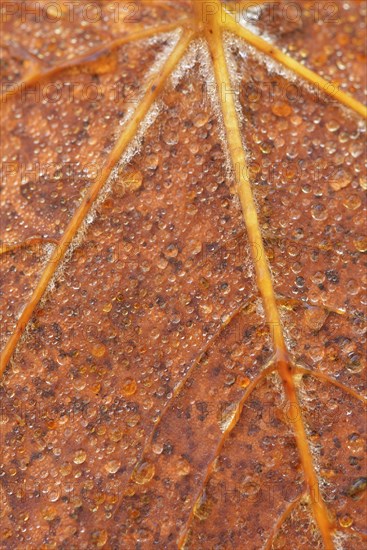 Autumn leaf with dew drops
