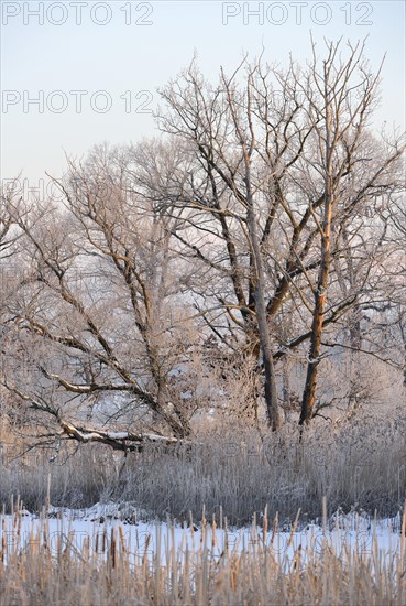 Snow-covered and frosty winter landscape in a pond area